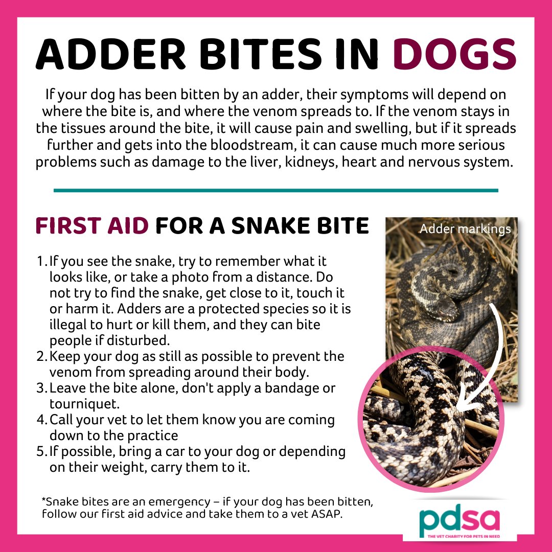 Adders 🐍🐍🐍
They are not enemies...
But they can bite &amp; harm...
So be careful at this time of year
&amp; keep your dog under close control.
Thanksssssss 🐾💙🐾
Info from the wonderful <a href="/PDSA_HQ/">PDSA</a>