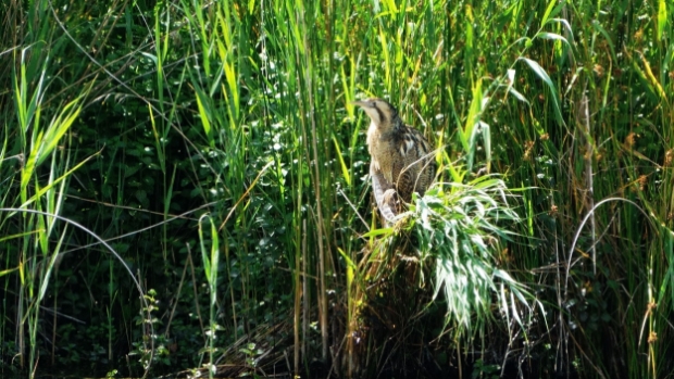 Lezersfoto - roerdomp -  weekbladdeschakel.nl/l/54406