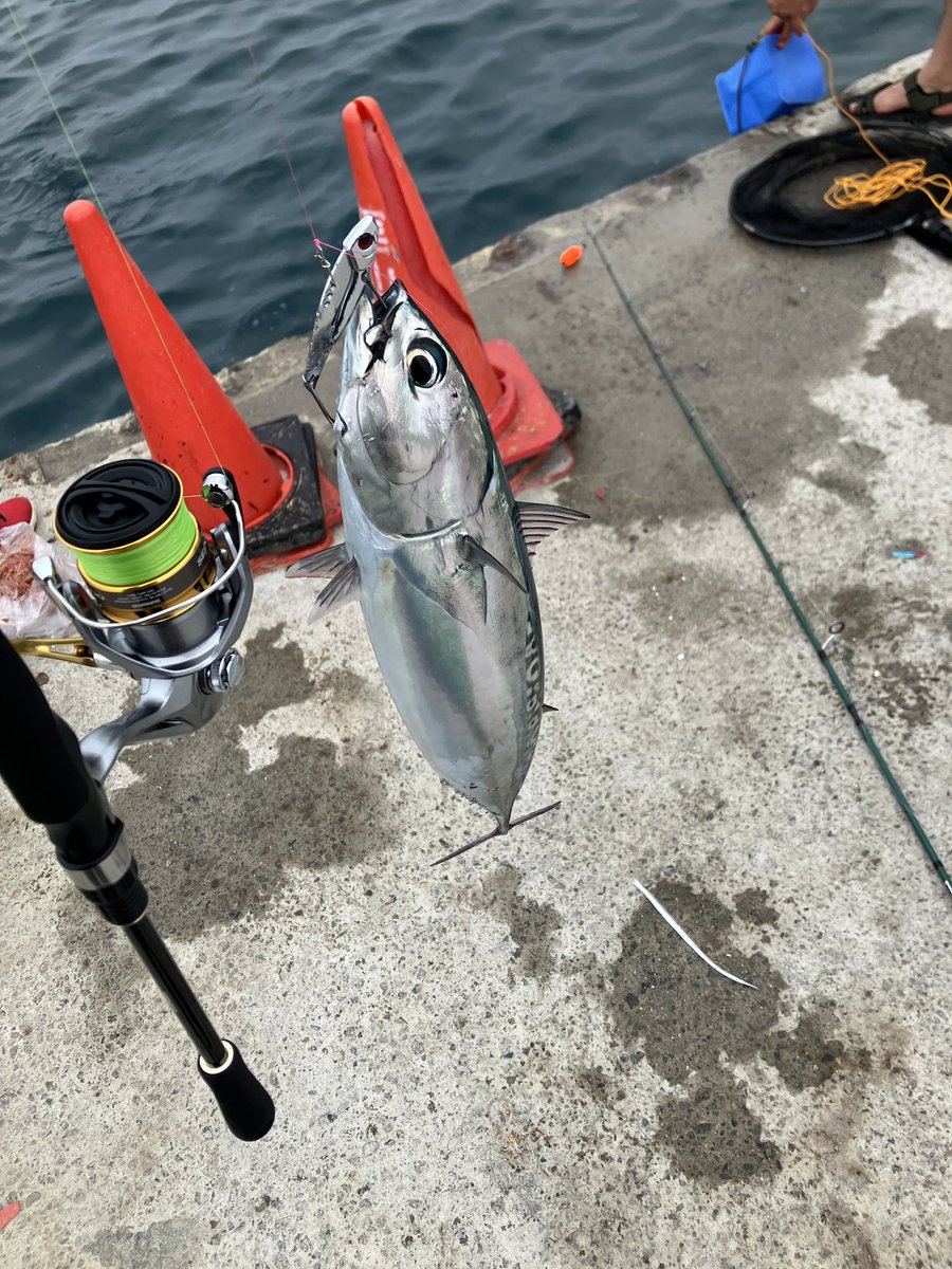 今日はカツオ釣ったよ 