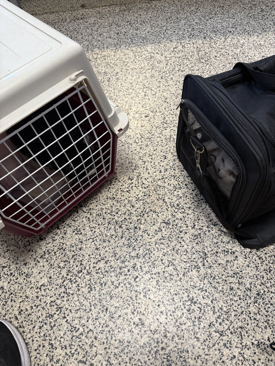 Nosy & Parker and Ted. ๐ members Lara and Mitten (@hookumcrew) on Twitter photo Honestly pals please send assistance we have been catnapped and taken to the big bad barbarian with the needles. Ted is asleep so no help. Honestly pals please send assistance we have been catnapped and taken to the big bad barbarian with the needles. Ted is asleep so no help.