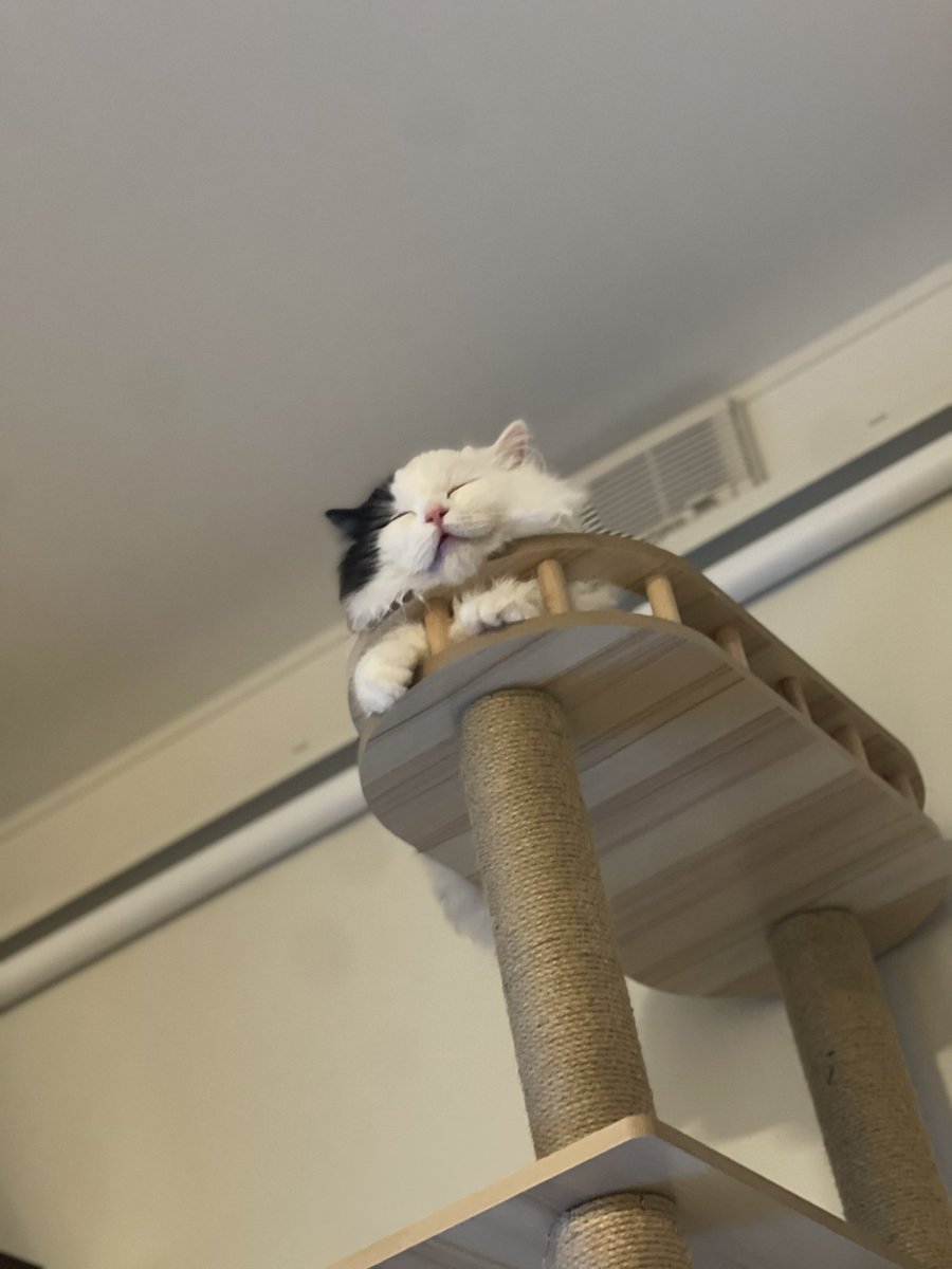 T_jp_com's tweet photo. 新曲リリースするまでは猫アカウントになります。。 https://t.co/DKXVJG4u7K