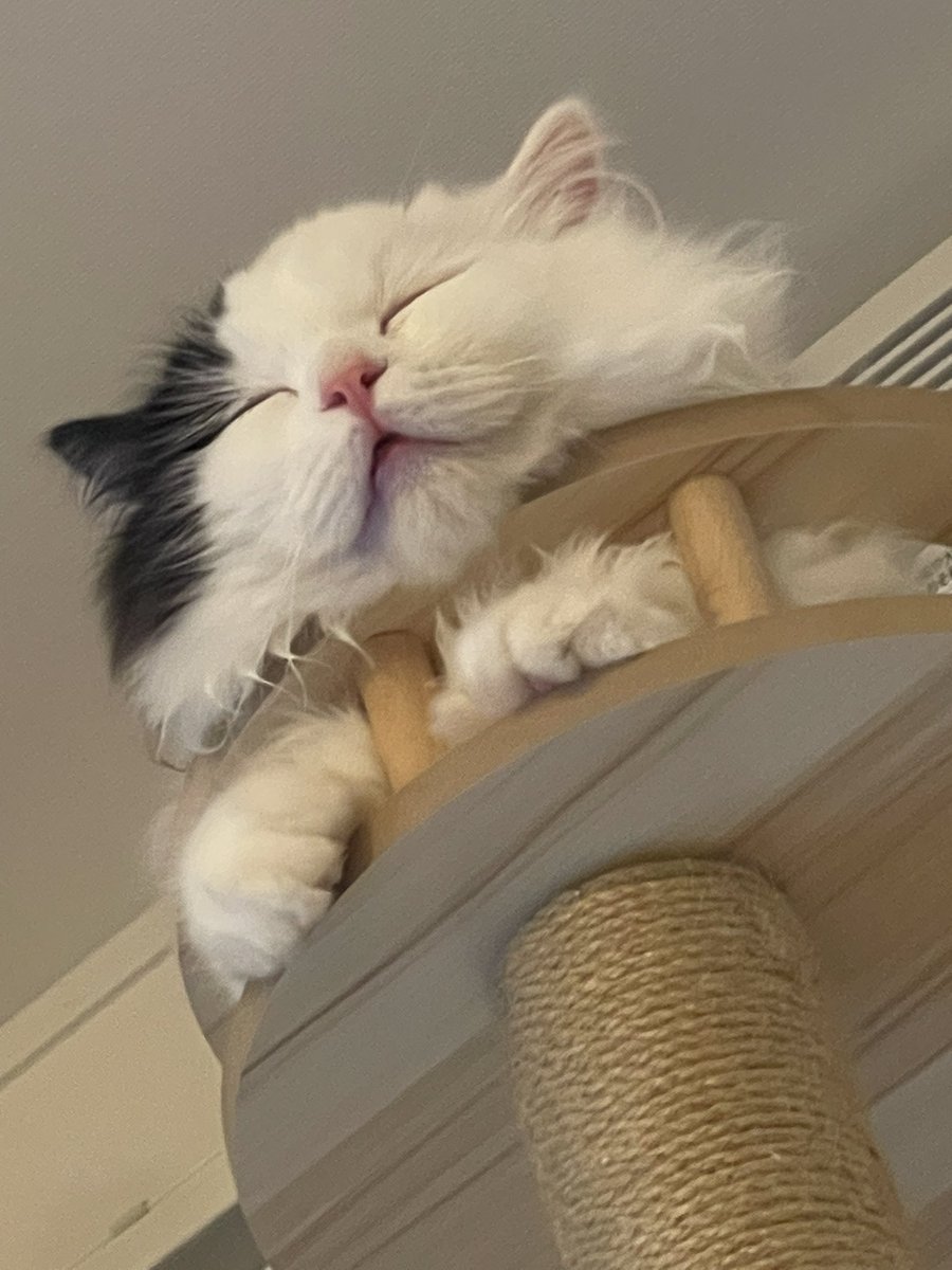 T_jp_com's tweet photo. 新曲リリースするまでは猫アカウントになります。。 https://t.co/DKXVJG4u7K