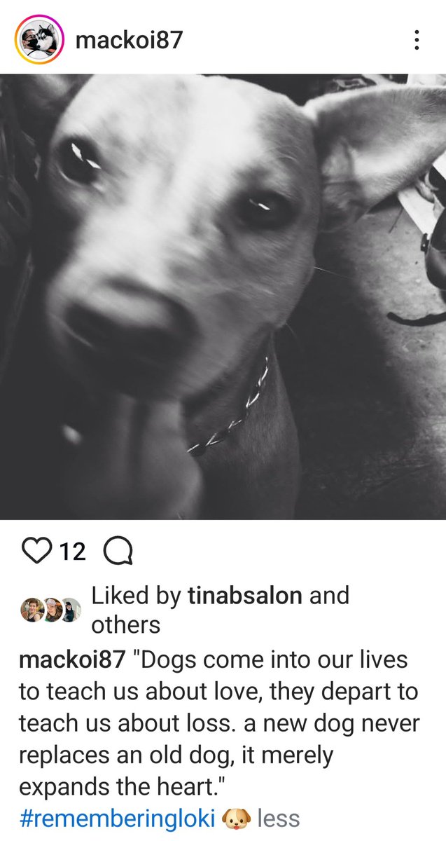 #PetRemembranceDay