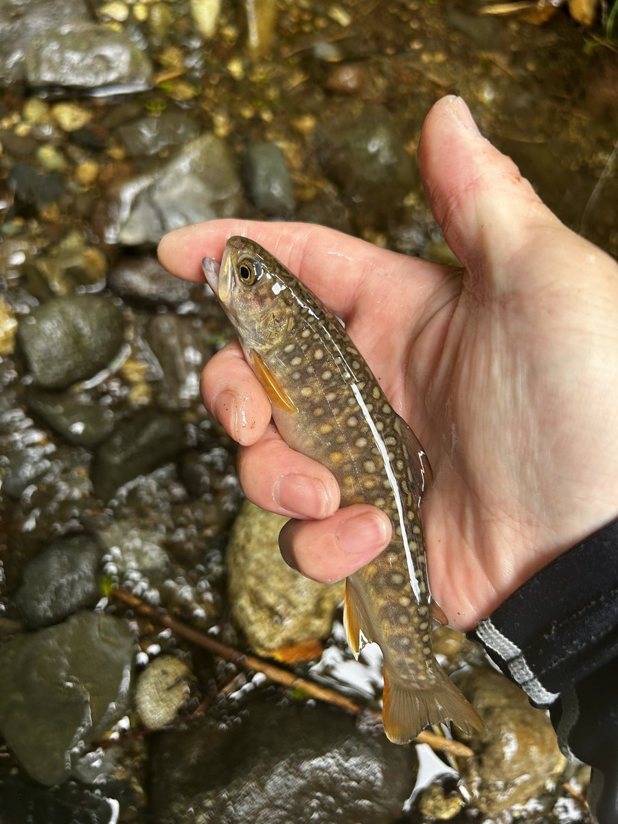利根川上流部はラフティングの団体さんで賑わってました😂釣りにならんて
違う川で虹鱒と岩魚釣れました