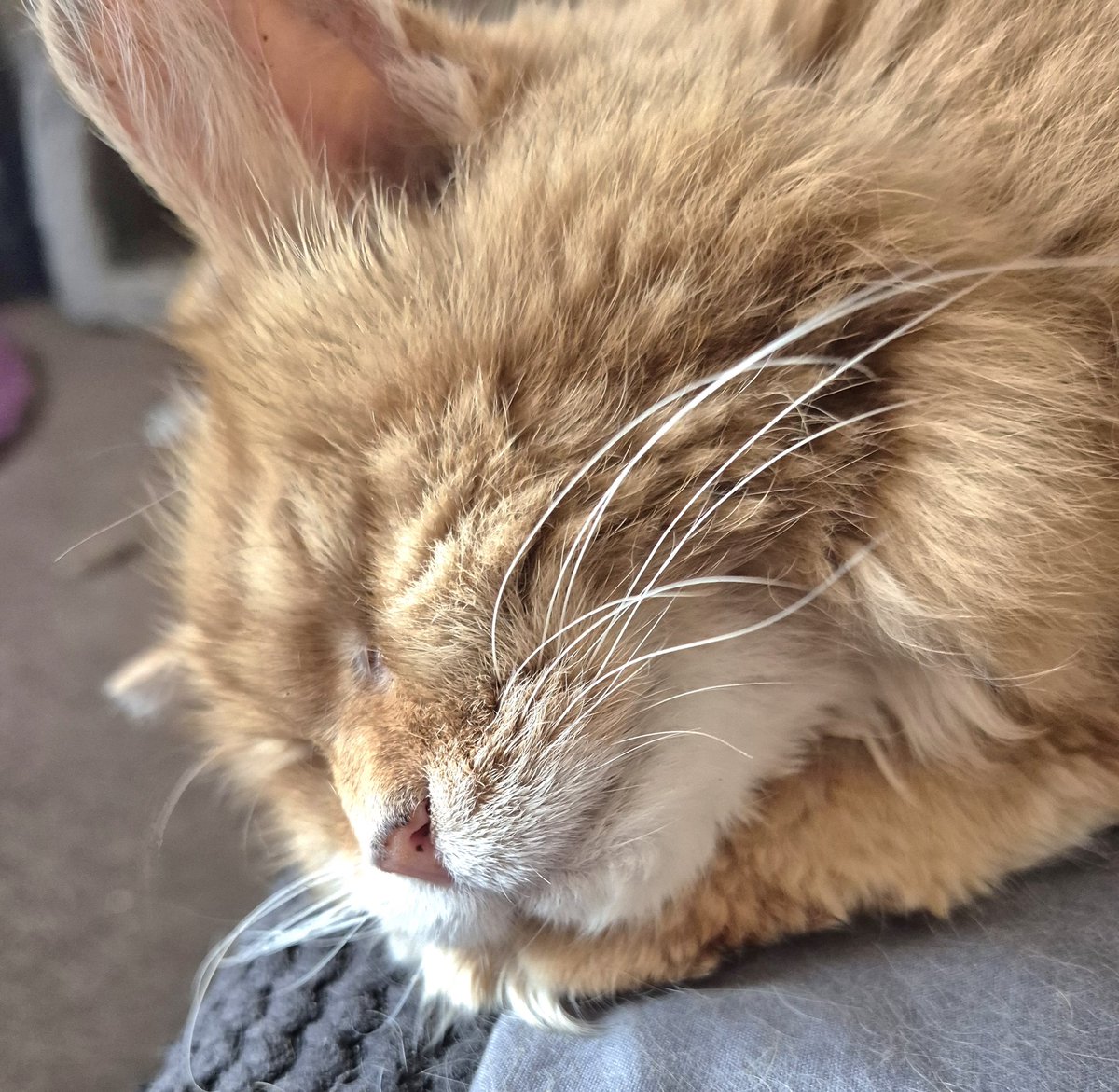 Happy #Caturday lovely furrrriends!..I is havin a lie in after last night's birthday shenanigans..have a fantabulous day..love and hugsxxx 💖💖💖💖