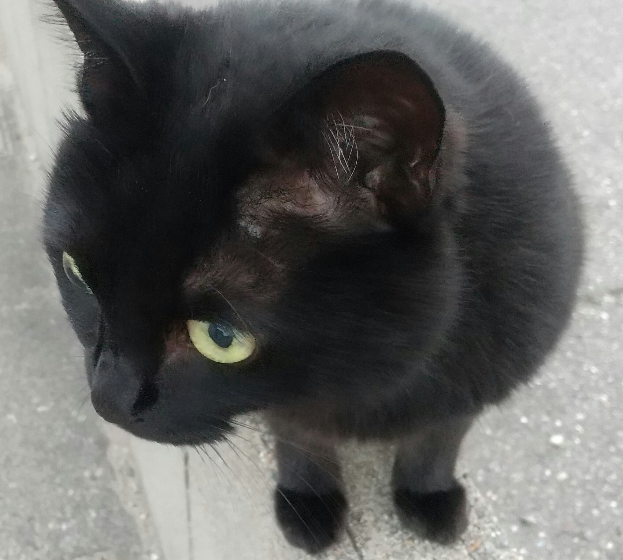 黒猫🐈‍⬛ on X: 