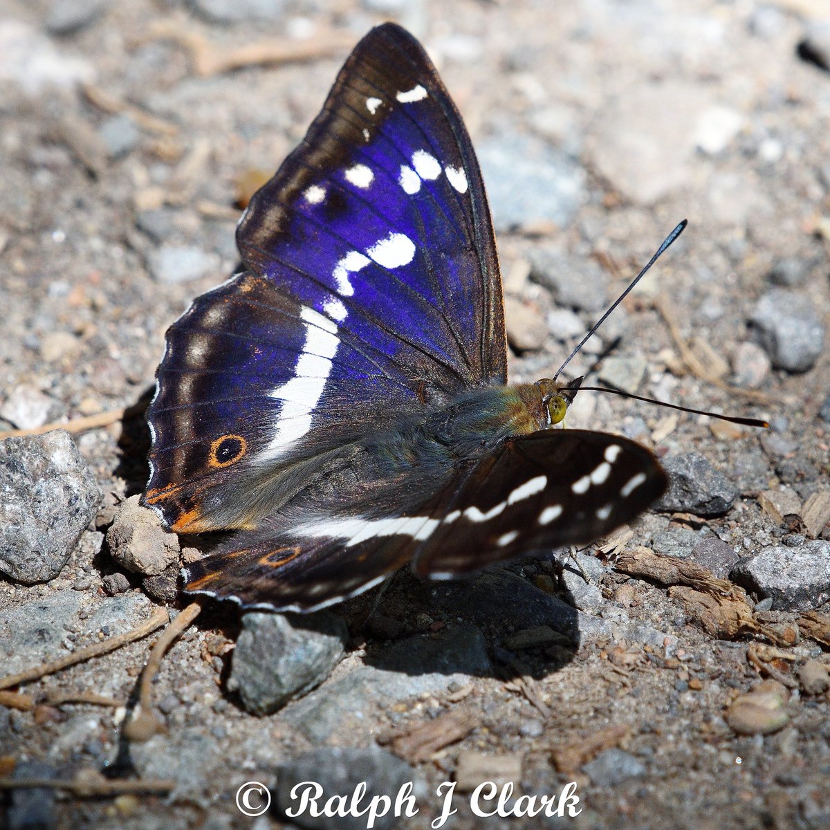 Ralph Clark (@ralphjclark) on Twitter photo It's been a summer of Purple this year on Bookham Common in Surrey. The Purple Emperors have shown well in recent weeks with males regularly coming down to the gound. <a href="/southeastNT/">National Trust South East</a> <a href="/savebutterflies/">Butterfly Conservation 🦋</a> <a href="/BC_Surrey/">BC Surrey</a> <a href="/surreybic/">SBIC</a> It's been a summer of Purple this year on Bookham Common in Surrey. The Purple Emperors have shown well in recent weeks with males regularly coming down to the gound. <a href="/southeastNT/">National Trust South East</a> <a href="/savebutterflies/">Butterfly Conservation 🦋</a> <a href="/BC_Surrey/">BC Surrey</a> <a href="/surreybic/">SBIC</a>