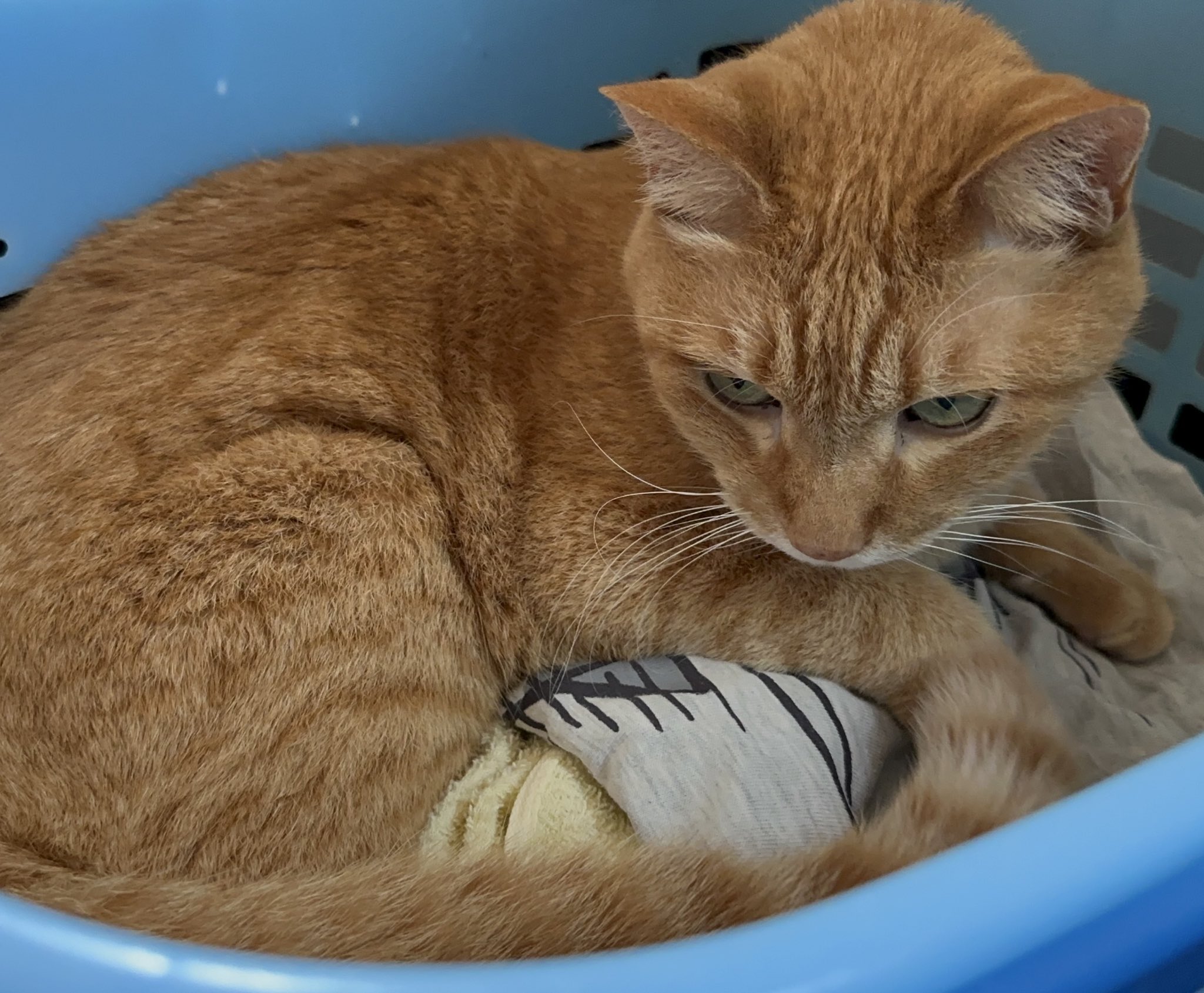 ネコ好きさん むーさんちの猫おどり on X: 