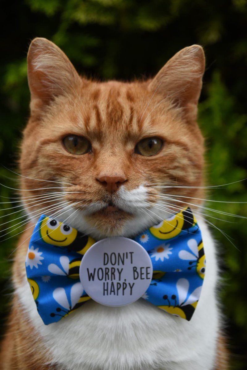 Happy Caturday 😻 #caturday #CatsofTwitter #CatsOnX #catsofinstagram