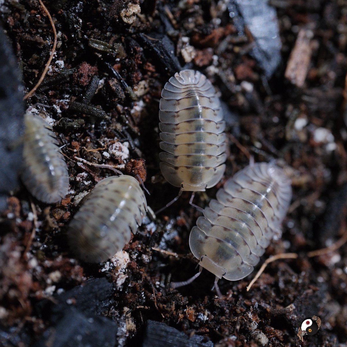 cjchan409's tweet photo. Isopod 
Cubaris sp “White Angel” 🕊️
When getting so much colour isopod. Sometimes you felt White like this species is pop out when you compare to others. The body is 50% invisible. 
.
.
#isopod #invertebrates #insectexplorer #鼠妇 #cubaris https://t.co/w7Fau5Feip