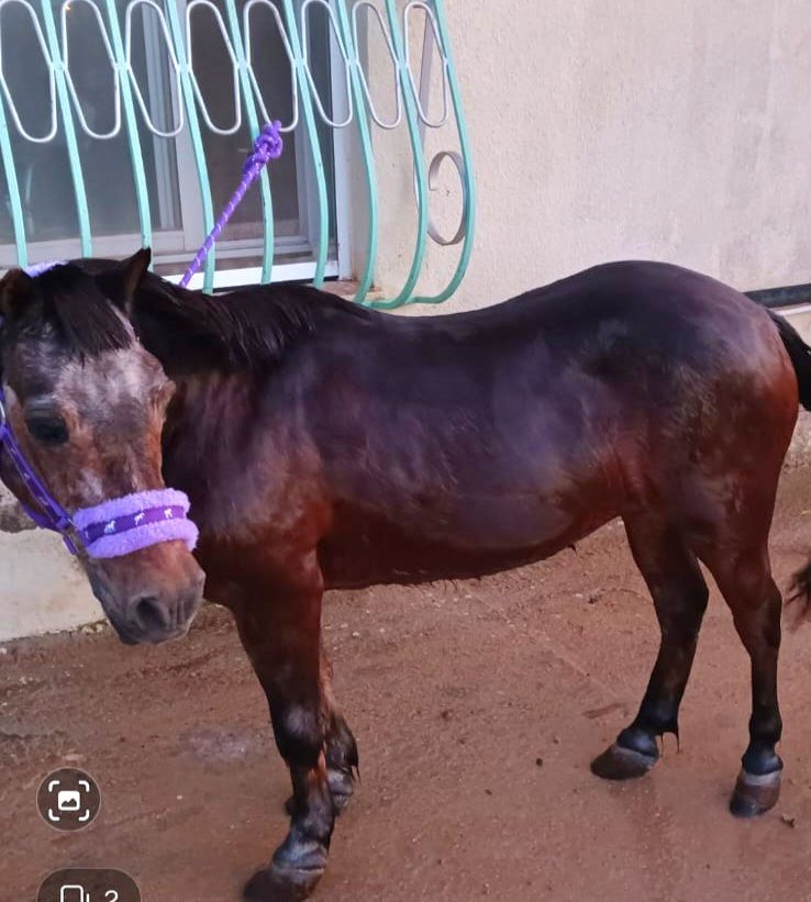 #Granada
Se necesita nuevo hogar para esta yegua. Tiene unos 25 años.

Está en Alhama.
Si la puedes ayudar
Contacto: 636 59 36 23