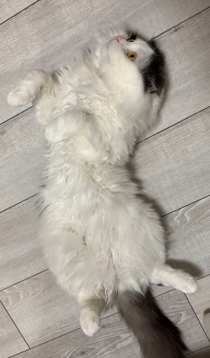 syakesobamaru's tweet photo. 暑すぎぃ
 #猫のいる暮らし https://t.co/v5g0VtpttJ