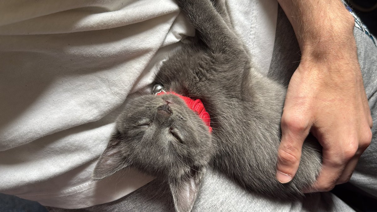 First time I’ve been able to play <a href="/shields090/">SHIELDS</a> league last night w/ <a href="/iiben123/">iiben123</a> <a href="/ScusaR6s/">Scusa</a> <a href="/TheRealLozzaa/">Lauren ☁️</a> it was soo fun fucking around ggs to everyone who played (I may have been a bit drunk but was still fun regardless also with my new lil gamer)