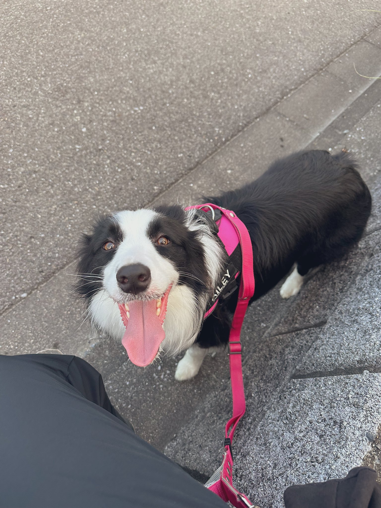 ベイリー🐶ボーダーコリー (@bailey0624_t_) / X