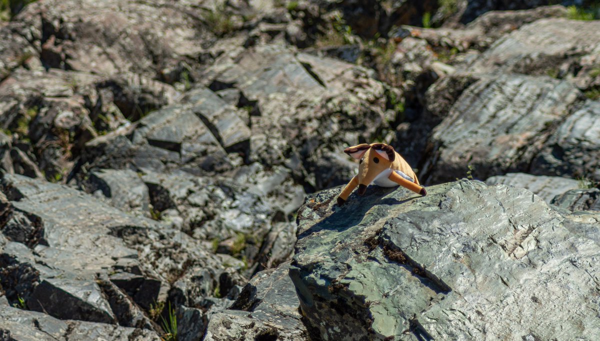 str1ve🦊 (@str1ve21) on Twitter photo 