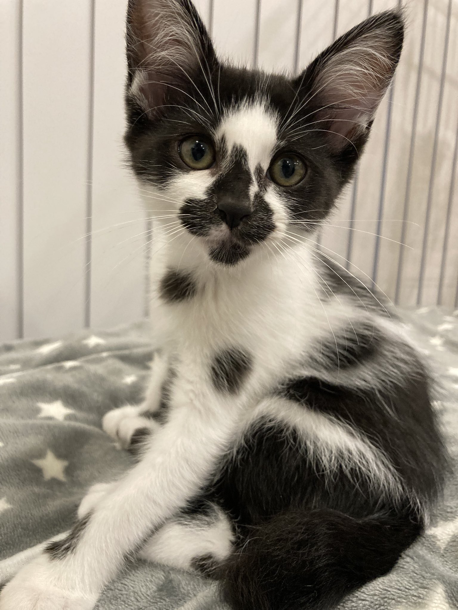 猫教授 on X: 