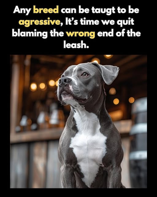 Any breed can be taught to be agressive, It's time we quit blaming the wrong end of the leash.