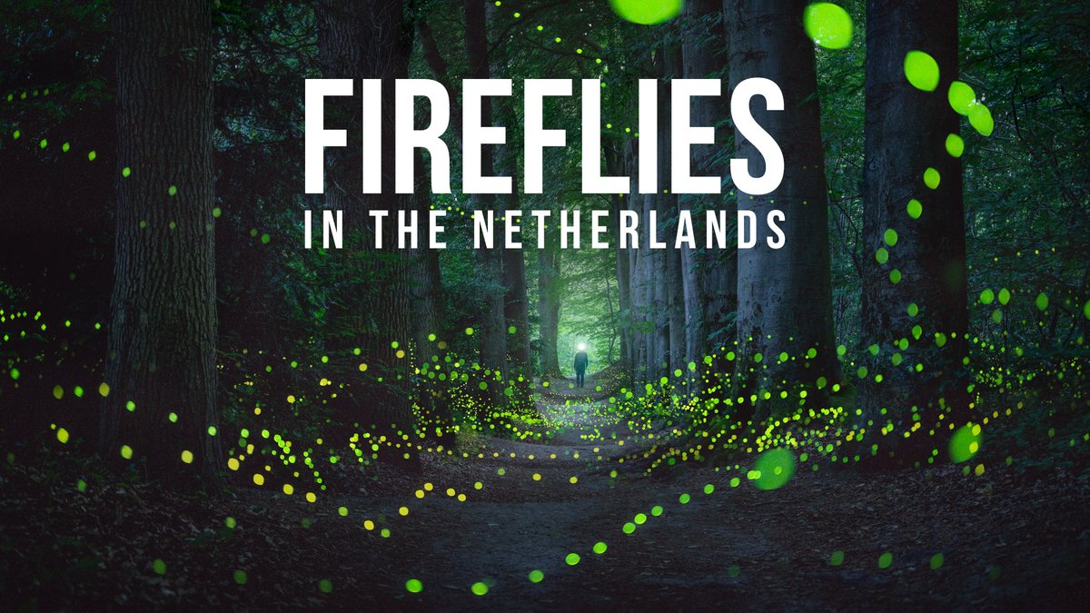 Received so many questions about my latest fireflies photos so I made a video about the whole project: bit.ly/drosfireflies