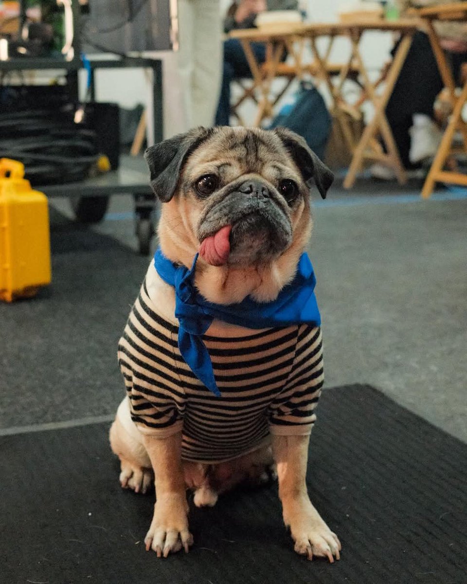 dougonErc20's tweet photo. 📣 RAID ALERT: WOOF WOOF 🔥

Let’s bark our way to new  ATH 🐶

#DOUGTrend#1 
#DougSeason
#DougsInTown https://t.co/EUQPUgCeD6