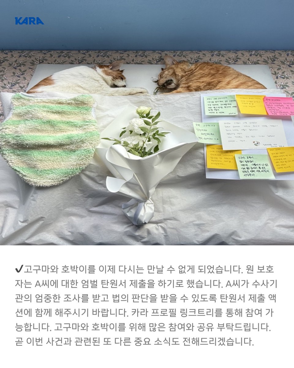 아기 때 공장에서 구조되어 건강하게 자라던 고구마, 호박이가 입양 간 바로 다음날 사망했습니다.
⠀
카라에서 고발 소식을 알린 뒤 개인 활동가 분들의 노력으로 고구마, 호박이의 원 보호자와 연락이 닿았습니다. 원 보호자는 해외 이민을 앞두고 고민 끝에, 지인 A씨를 믿고 고양이들을 입양 보낸