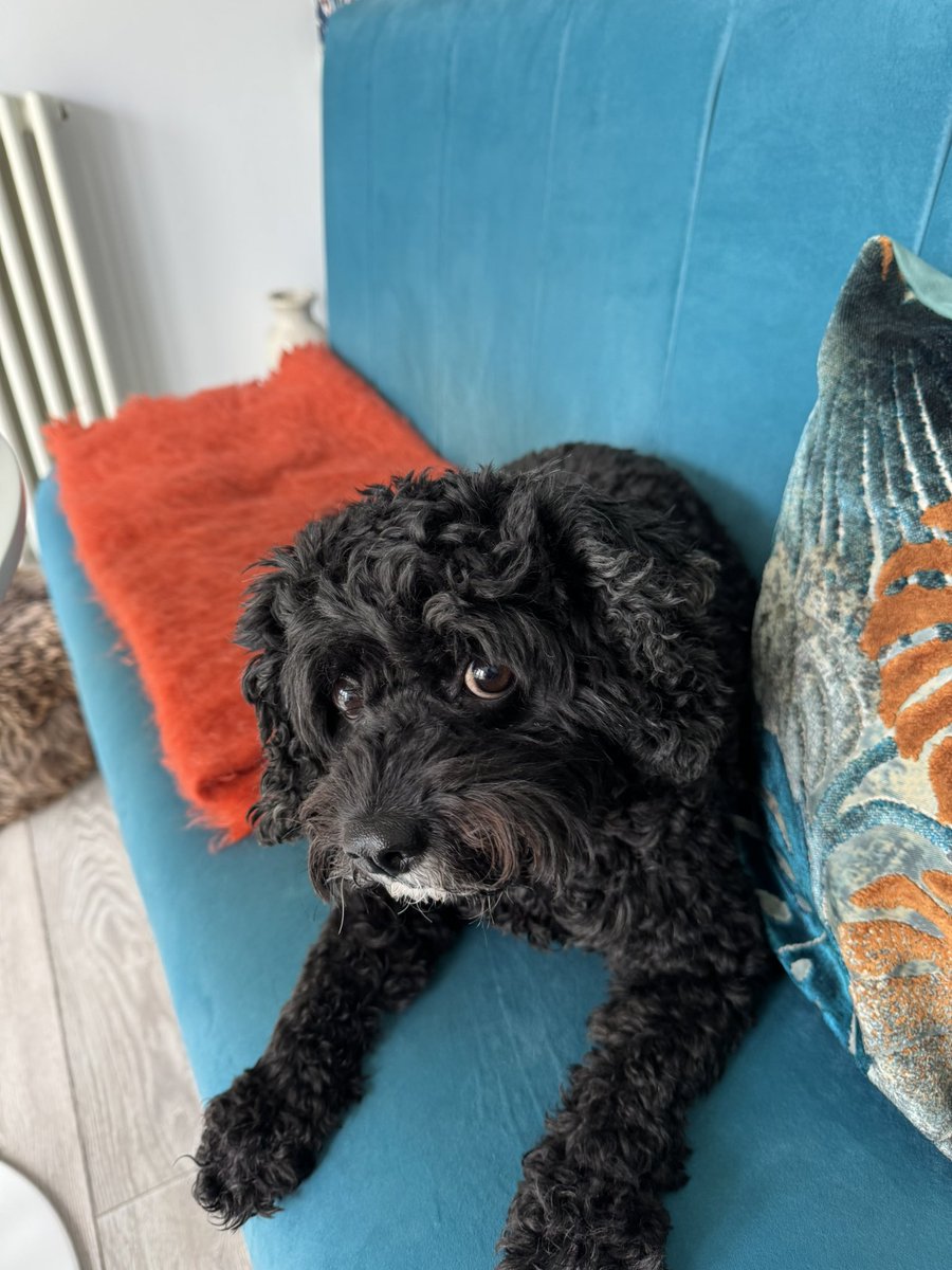 Vera_pooch's tweet image. Pals - this is the face of a pooch that was left for forty eleventy 4 hours last nite, whilst Hoomam &amp;amp; the girlies were out out on the falling down juice 🥂 RUDE!! 
#Vera🐶
#DogsOnX
#TwinsiesOnTwitter