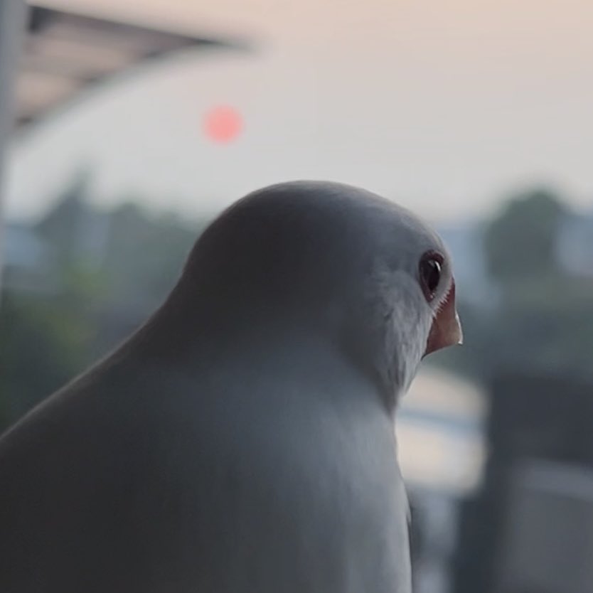 shiroro1126's tweet image. 昨日の夕方、しろしろちゃんと一緒に
赤くて綺麗な夕日を眺めてました🌇