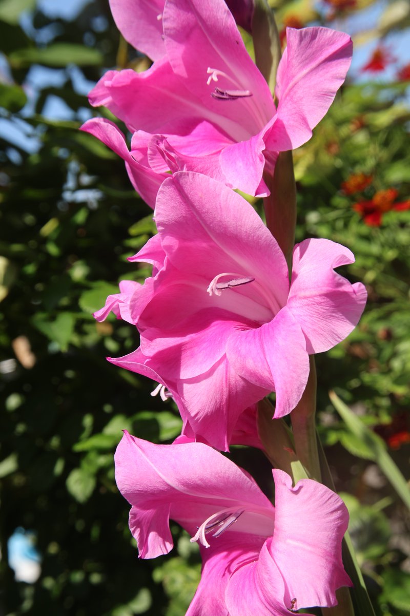 Kenji 🌸 delivering flowers every day 🌸 🐦 (@gontanokoneroku) on Twitter photo Gladiolus 😁
#Photography #Flowers #Gladiolus Gladiolus 😁
#Photography #Flowers #Gladiolus