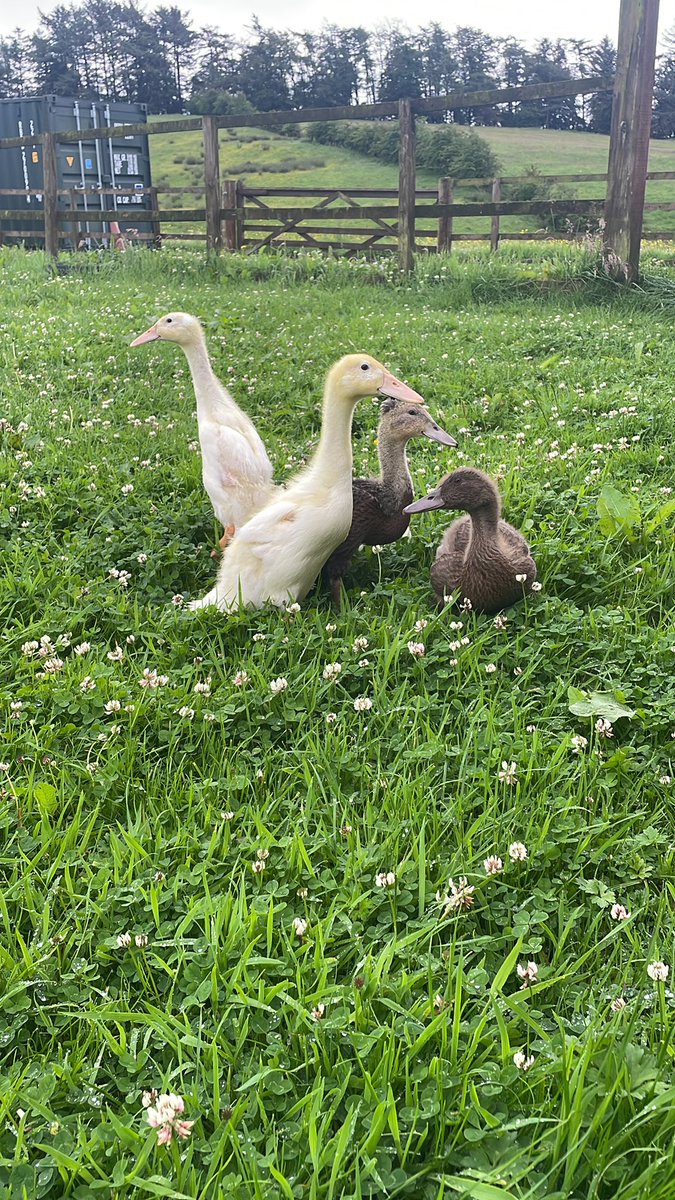 The school ducklings are enjoying supervised grazing. Unlike us, the love the puddles from the ☔️ 🐥 🥰