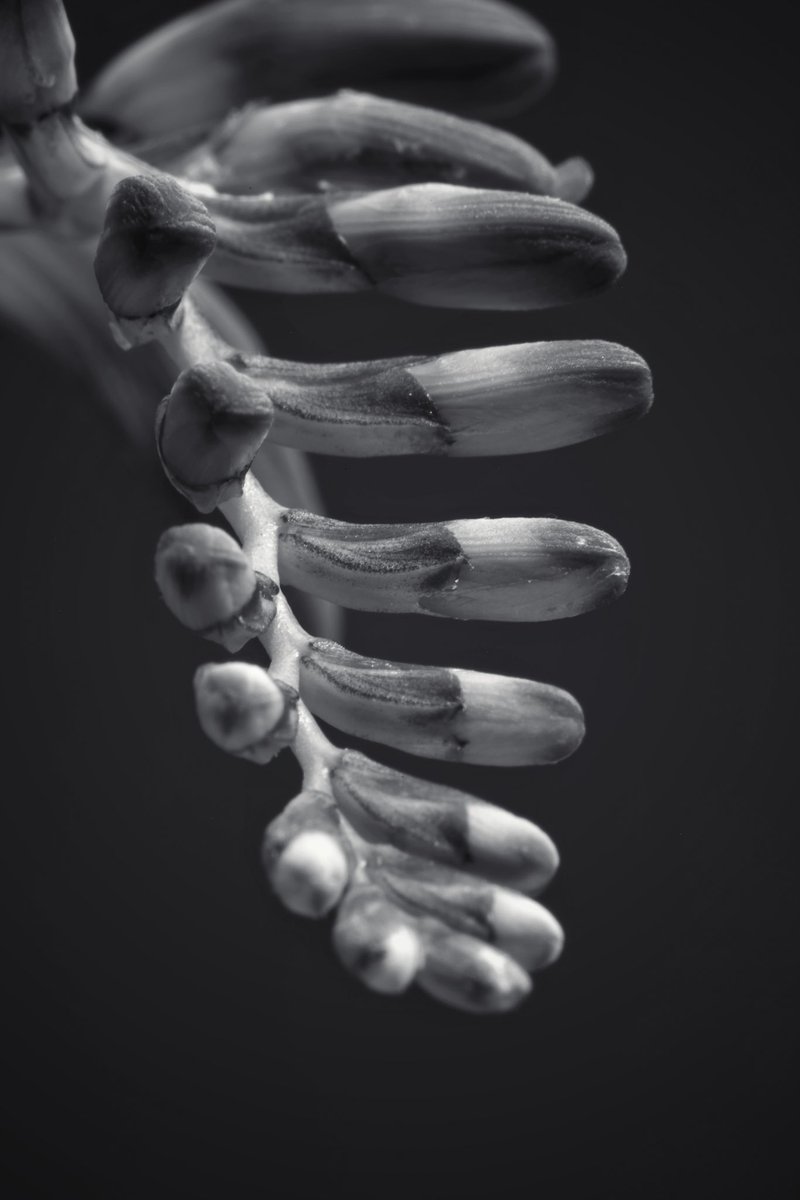 Monochrome macro for the #weekend
Let’s see your new macro #photos!

#crocosmia #flower #garden #summer

1-william-hulbert.pixels.com/featured/croco…