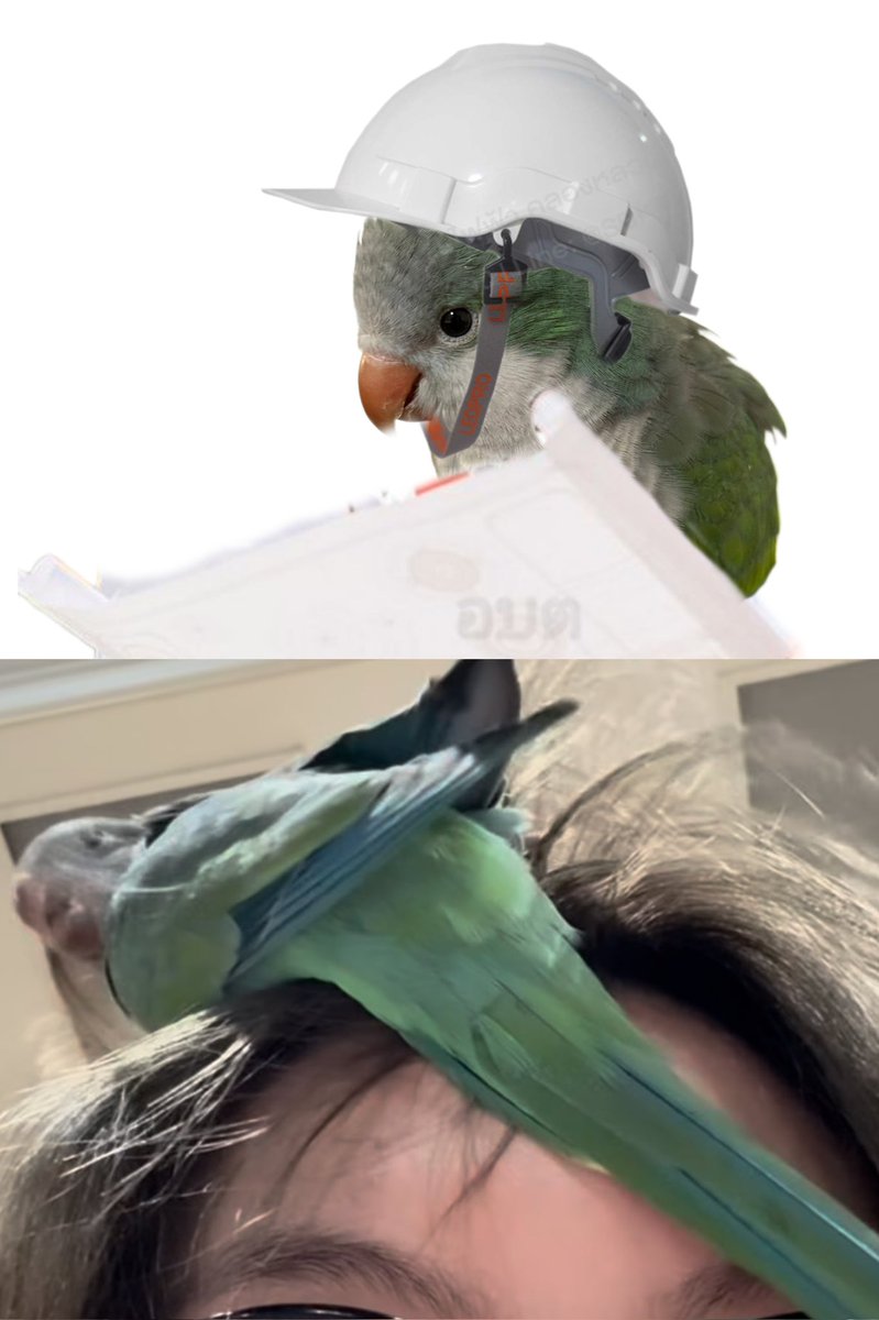 วิศวกรอาบูกำลังจะทำรัง🤣