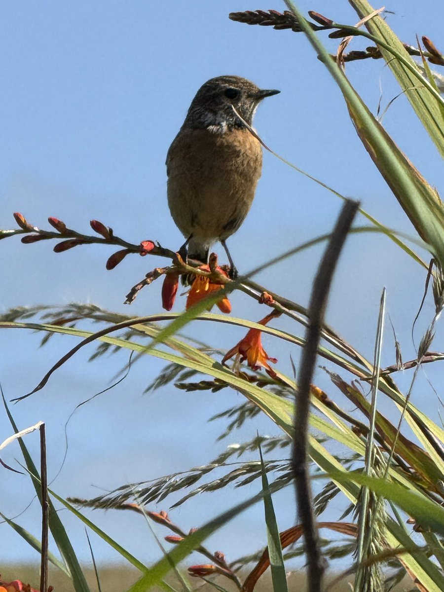 Juvenile Stonechat on a montbresia flower. West Clare #ThePhotoHour
#Birdwatching
#westclare