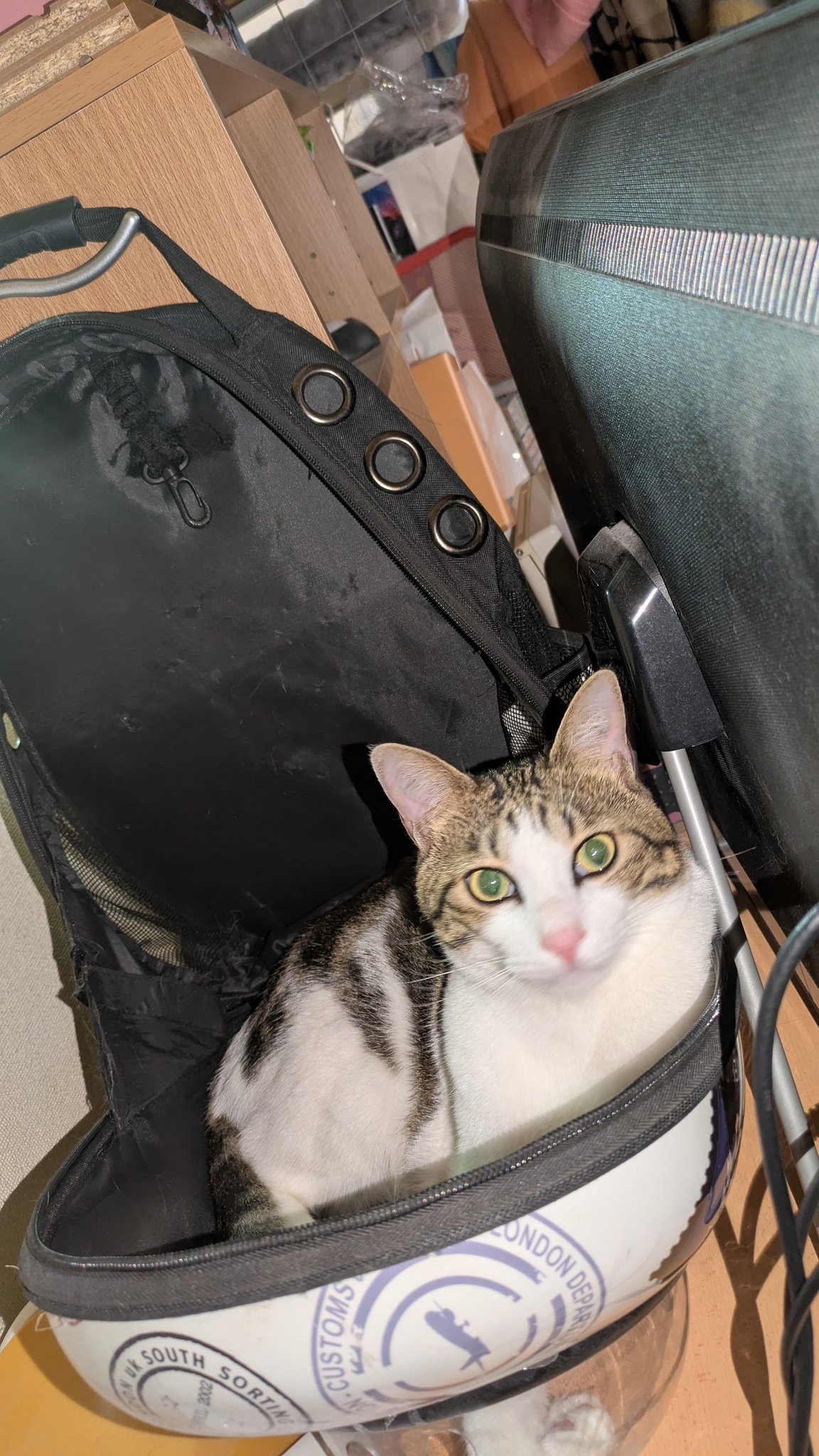 猫壱 キャットトンネル ブルー ▽a ペット グッズ 猫 キャット