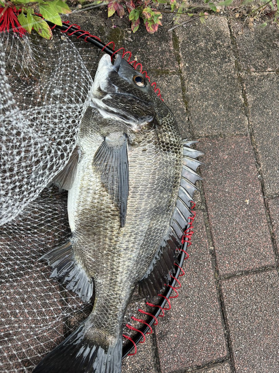 zerohechi's tweet image. 今日は初つ抜け🥳24枚！
ダブルだったぁ🐟