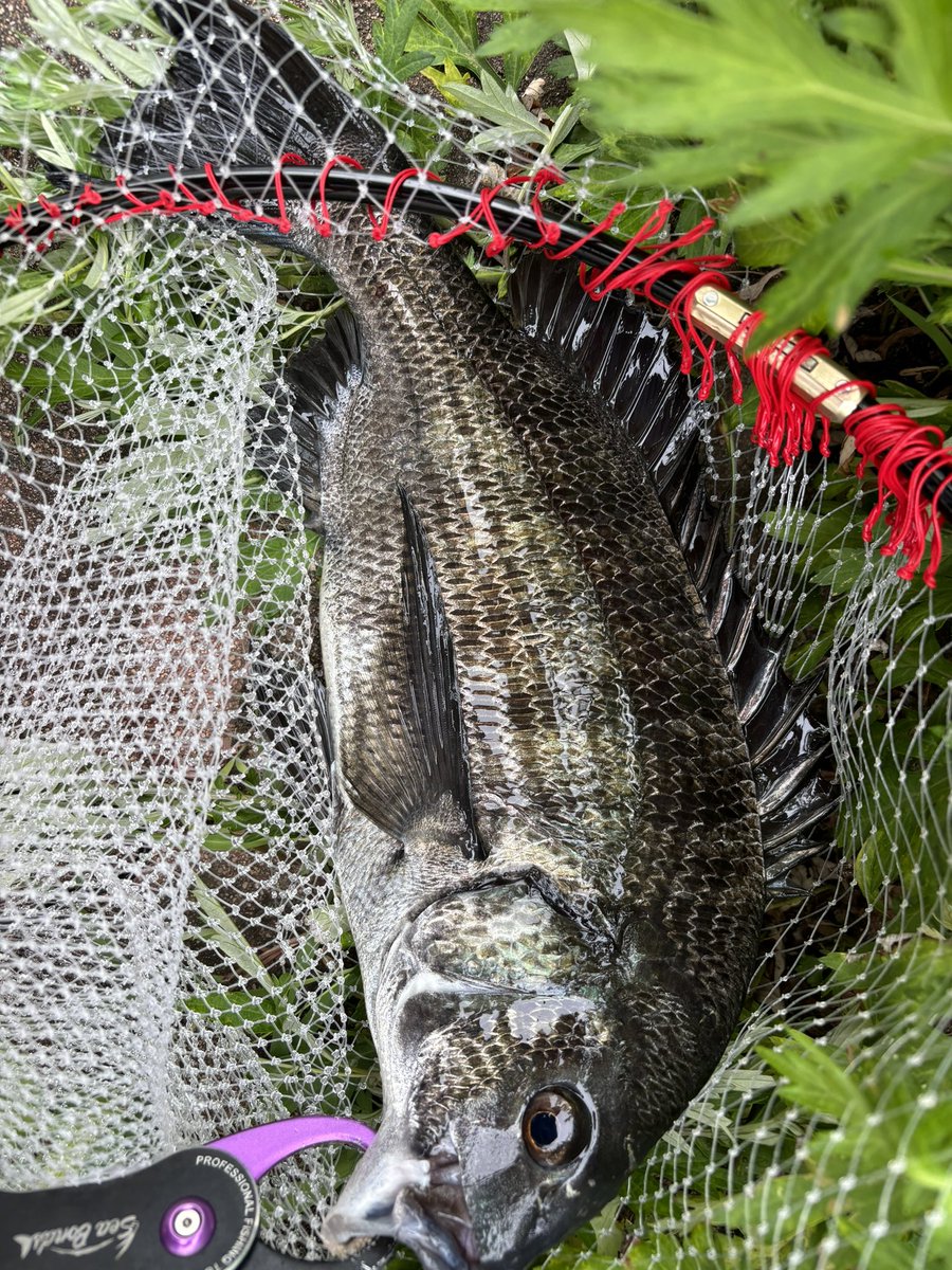 zerohechi's tweet image. 今日は初つ抜け🥳24枚！
ダブルだったぁ🐟