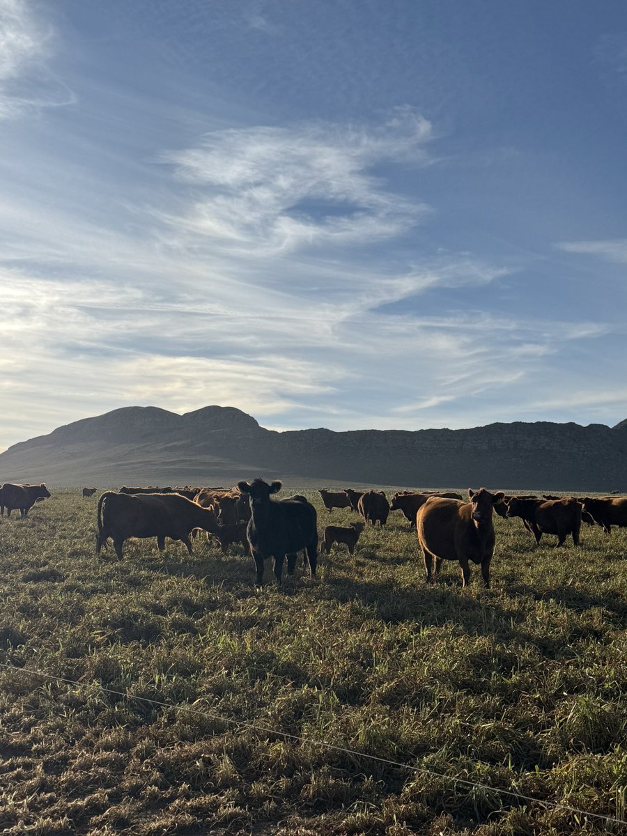 Sistemas de cría en zonas de baja productividad forrajera . 50% maíz 50% avena 90 días paricion