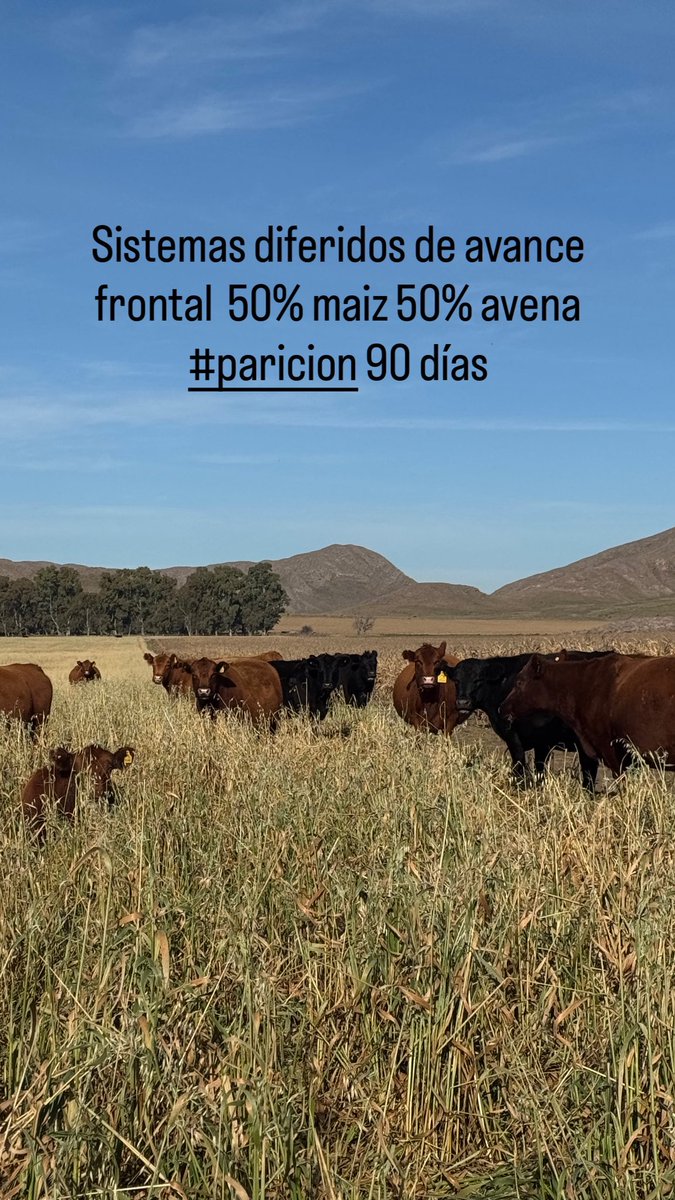 PedroPerego's tweet photo. Sistemas de cría en zonas de baja productividad forrajera . 50% maíz 50% avena 90 días paricion https://t.co/SVMYcy3Qwz
