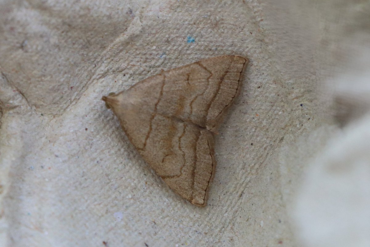 Ook in het 7e jaar #BIMAG monitoring ontdek ik nog nieuwe soorten. Dit is de #schaduwsnuituil. Het is de 244e (macro)nachtvlindersoort op ons melkveebedrijf. 
#juni2025

#insectenopdeboerderij 🦋🐄
#boeren_monitoren_insecten
#boerennatuur ☘️