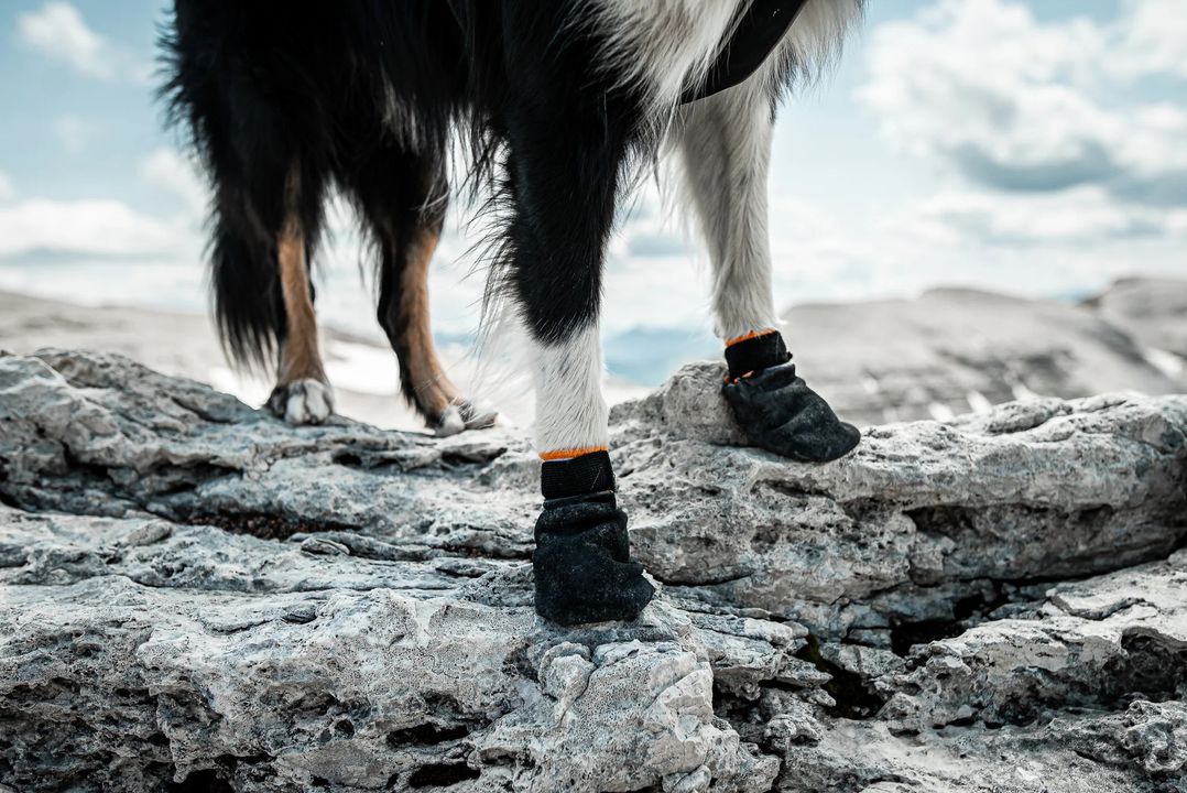 Durable socks that protect the paws against rough surfaces, glass, salt and warm asphalt. Non-stop dogwear Protector bootie is made from level 5 anti-cut material, dipped in nitrile rubber for extra protection and water resistance.

purrfectlyyappy.com/products/non-s…