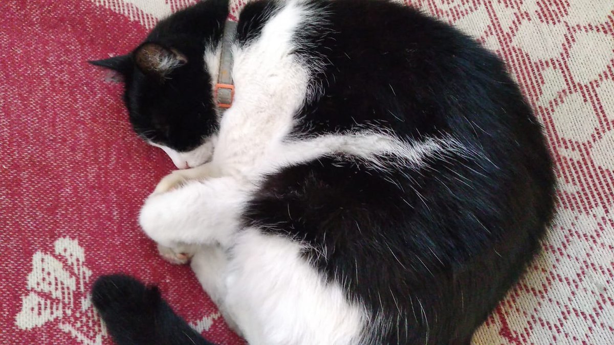 If you love animals, becoming a veterinarian can be a wonderful and fulfilling career. But if you're only interested in veterinary medicine for the money, please reconsider that animals deserve to be cared for by people who truly have their best interests at heart....