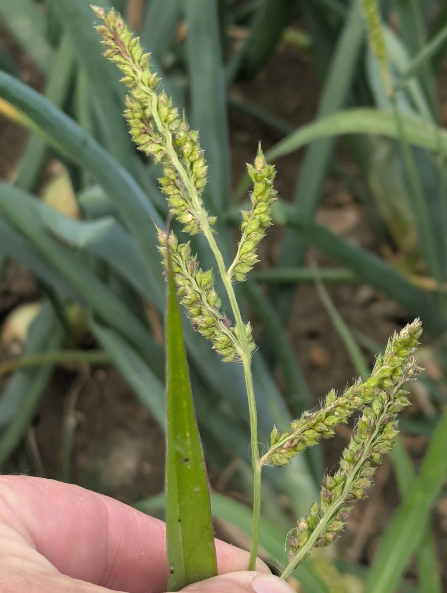 WeedSciJohn's tweet image. Great time of yr for weed scientists Not least because we get to say I told you so - Here's a barnyard grass infestation in an Onion crop
For the absence of any doubt this species should not be present in any seed used on farm no matter how cheap
The fact it is is utter madness
