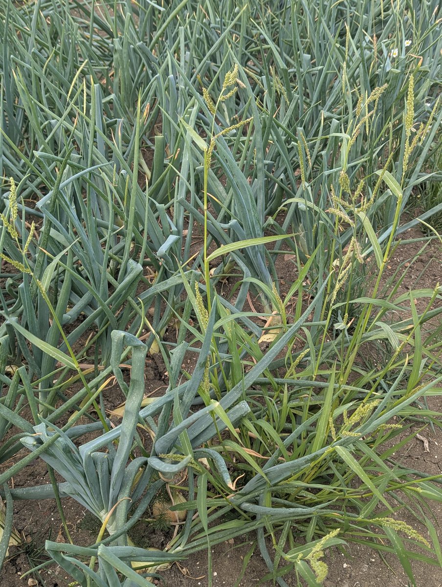 WeedSciJohn's tweet image. Great time of yr for weed scientists Not least because we get to say I told you so - Here's a barnyard grass infestation in an Onion crop
For the absence of any doubt this species should not be present in any seed used on farm no matter how cheap
The fact it is is utter madness