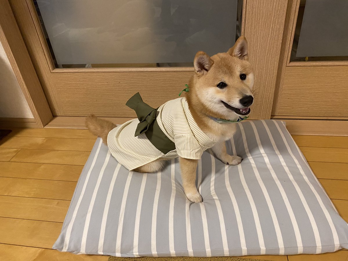 UMEume1100's tweet photo. 世界で1番可愛い柴犬。異論なんてものは無い https://t.co/73ZWh0sWJ1