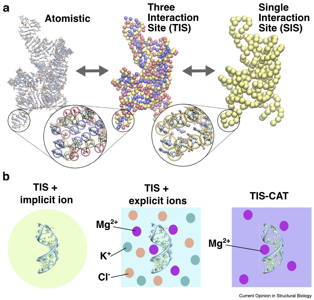 Naoto Hori (@naotohori) on Twitter photo With <a href="/ThirumalaiArmy/">Thirumalai Lab @ UT Austin</a> and <a href="/tienhung_91/">Hung Nguyen</a>, we wrote a review on 'Minimal Models for RNA Simulations', now published in <a href="/COSB_CRSB/">Current Opinion/Research in Structural Biology</a>. We highlight how coarse-grained models capture the complex behaviour of RNA, from ribozyme folding to phase separation and more. doi.org/10.1016/j.sbi.… With <a href="/ThirumalaiArmy/">Thirumalai Lab @ UT Austin</a> and <a href="/tienhung_91/">Hung Nguyen</a>, we wrote a review on 'Minimal Models for RNA Simulations', now published in <a href="/COSB_CRSB/">Current Opinion/Research in Structural Biology</a>. We highlight how coarse-grained models capture the complex behaviour of RNA, from ribozyme folding to phase separation and more. doi.org/10.1016/j.sbi.…