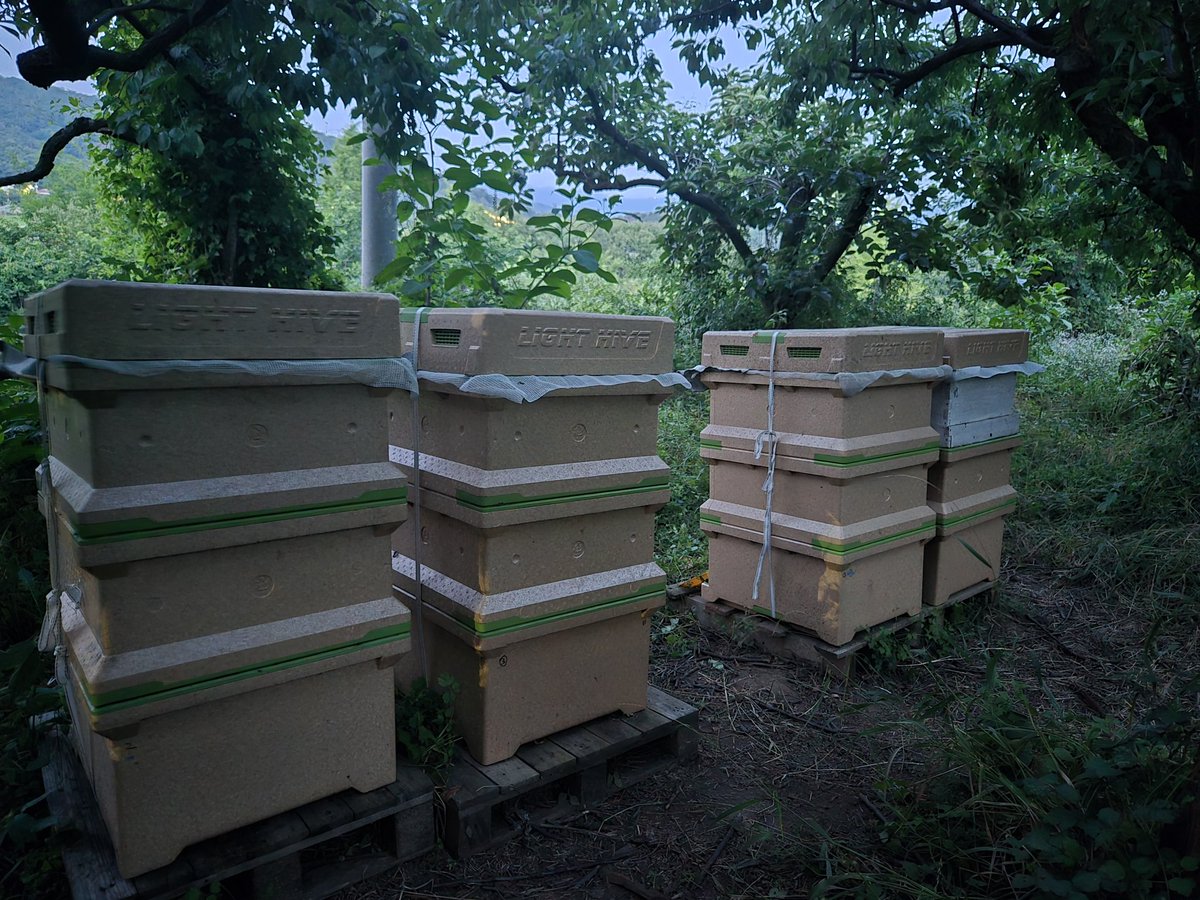 주위에  아까시나무, 밤나무, 대추나무..등이 많은 산밭에서 꿀을 모으느라 고생한 꿀벌을 데리고 다시 복숭밭으로 돌아간다.
벌통은 해지고 나서, 일나간 꿀벌이 돌아오면 옮긴다.