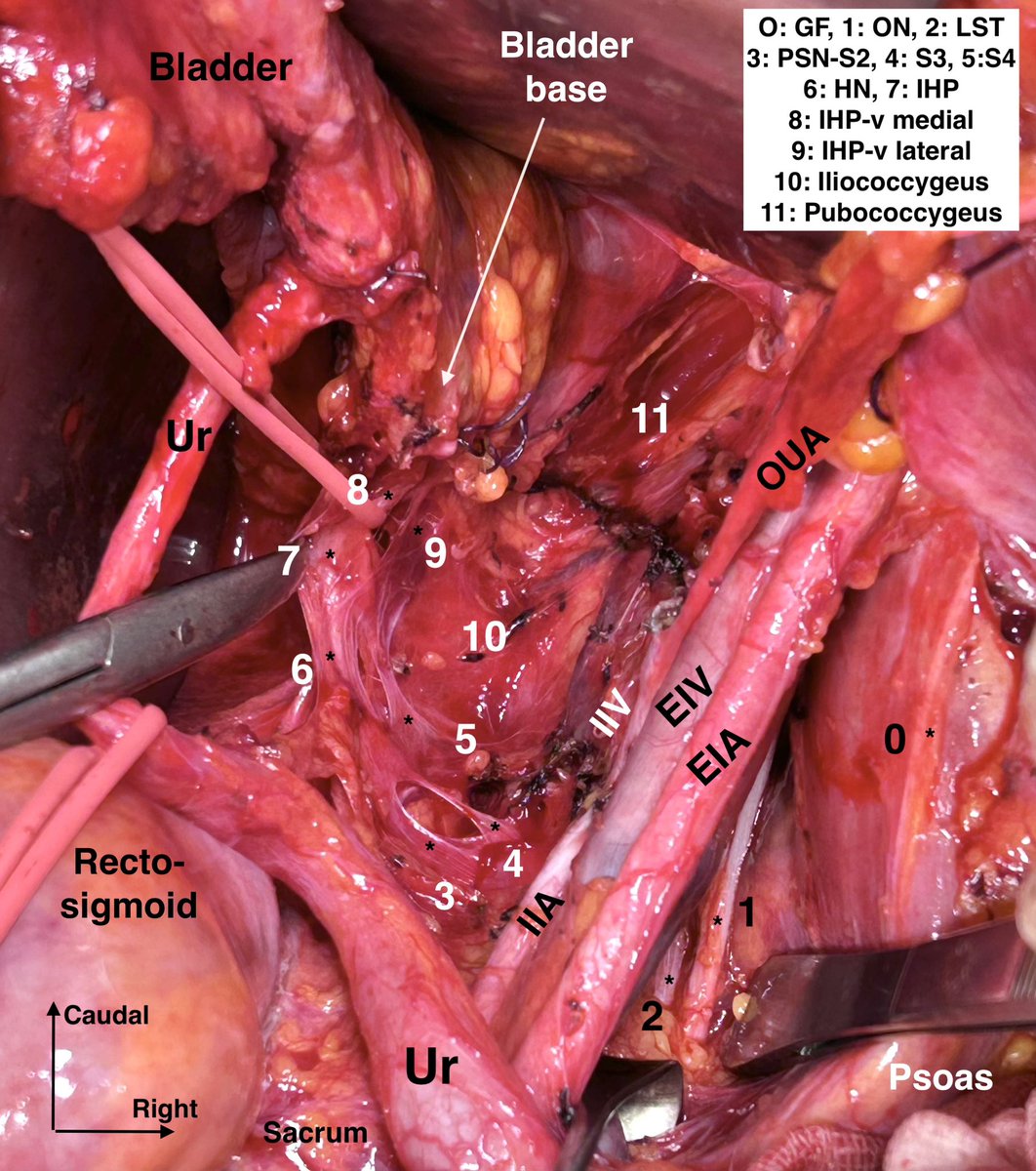 Ilker Selcuk MD PhD tweet media