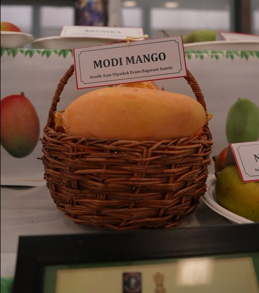 Modi Mango is stealing the spotlight at Lucknow Mango Festival 2025! 🍋 Developed by Malihabad farmer Upendra Singh, this farmer-bred variety is now trademarked.

Golden, large, and pulp-rich — perfect for taste &amp; processing!

#mangofestival2025  <a href="/narendramodi/">Narendra Modi</a> <a href="/ChouhanShivraj/">Shivraj Singh Chouhan</a>