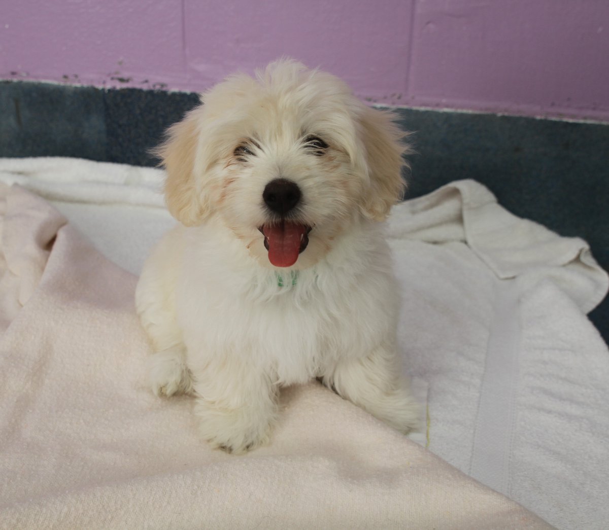 themayhew's tweet image. Warning: your day is about to get a whole lot cuter! 🐶 The Multichon pups (Maltese x Bichon Frise) are now ready to find their forever homes! To find out more about them (all five) head to our website: themayhew.org/dogs/the-malti….