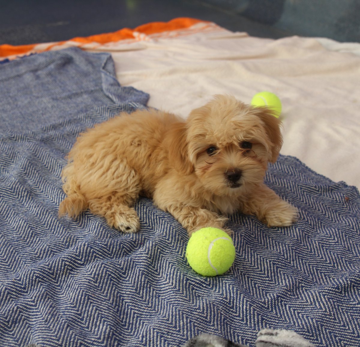 themayhew's tweet image. Warning: your day is about to get a whole lot cuter! 🐶 The Multichon pups (Maltese x Bichon Frise) are now ready to find their forever homes! To find out more about them (all five) head to our website: themayhew.org/dogs/the-malti….