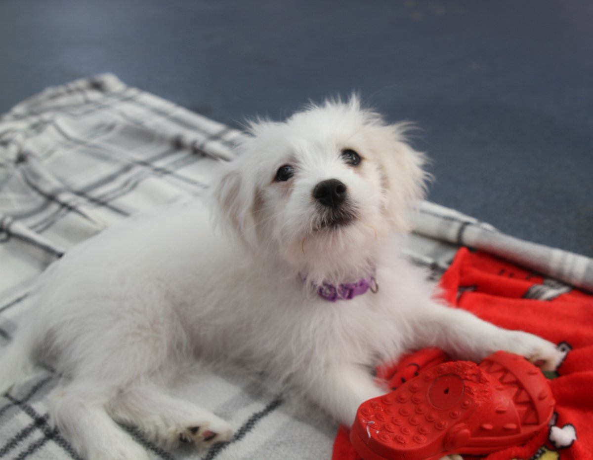 themayhew's tweet image. Warning: your day is about to get a whole lot cuter! 🐶 The Multichon pups (Maltese x Bichon Frise) are now ready to find their forever homes! To find out more about them (all five) head to our website: themayhew.org/dogs/the-malti….