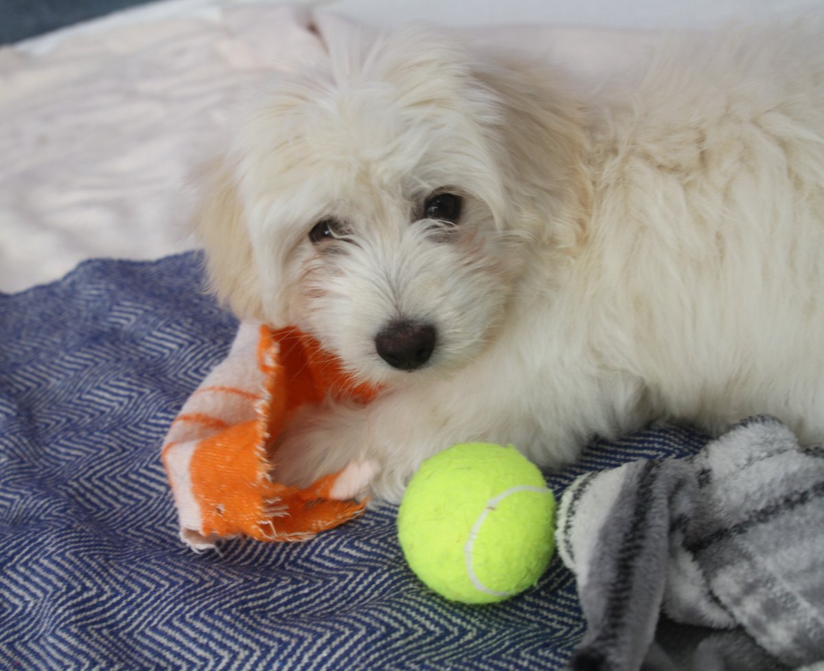 themayhew's tweet image. Warning: your day is about to get a whole lot cuter! 🐶 The Multichon pups (Maltese x Bichon Frise) are now ready to find their forever homes! To find out more about them (all five) head to our website: themayhew.org/dogs/the-malti….